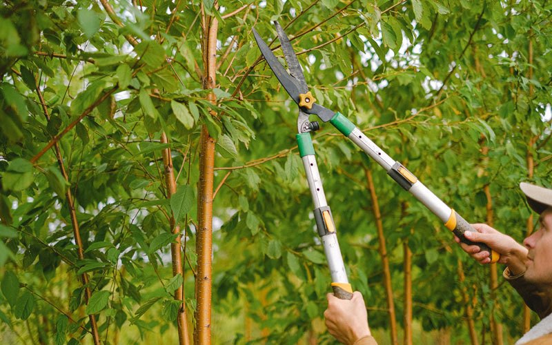 Tree trimming in Finchville, KY